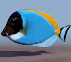 Poissons tropicaux animaux  37