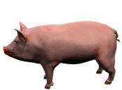 les porcs en 2007, les animaux 57