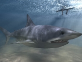 Sharks - camlon - pingouins   !