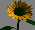 Fleurs, des tournesols modle 3D (obj, format mtl)