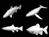 63 sortes de poissons modle 3D (avec carte)